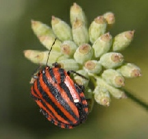 striped shield bug.jpg